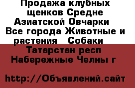 Продажа клубных щенков Средне Азиатской Овчарки - Все города Животные и растения » Собаки   . Татарстан респ.,Набережные Челны г.